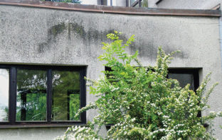 Plísně na fasádách domů, proč vznikají, co mohou způsobit a jak jim předcházet